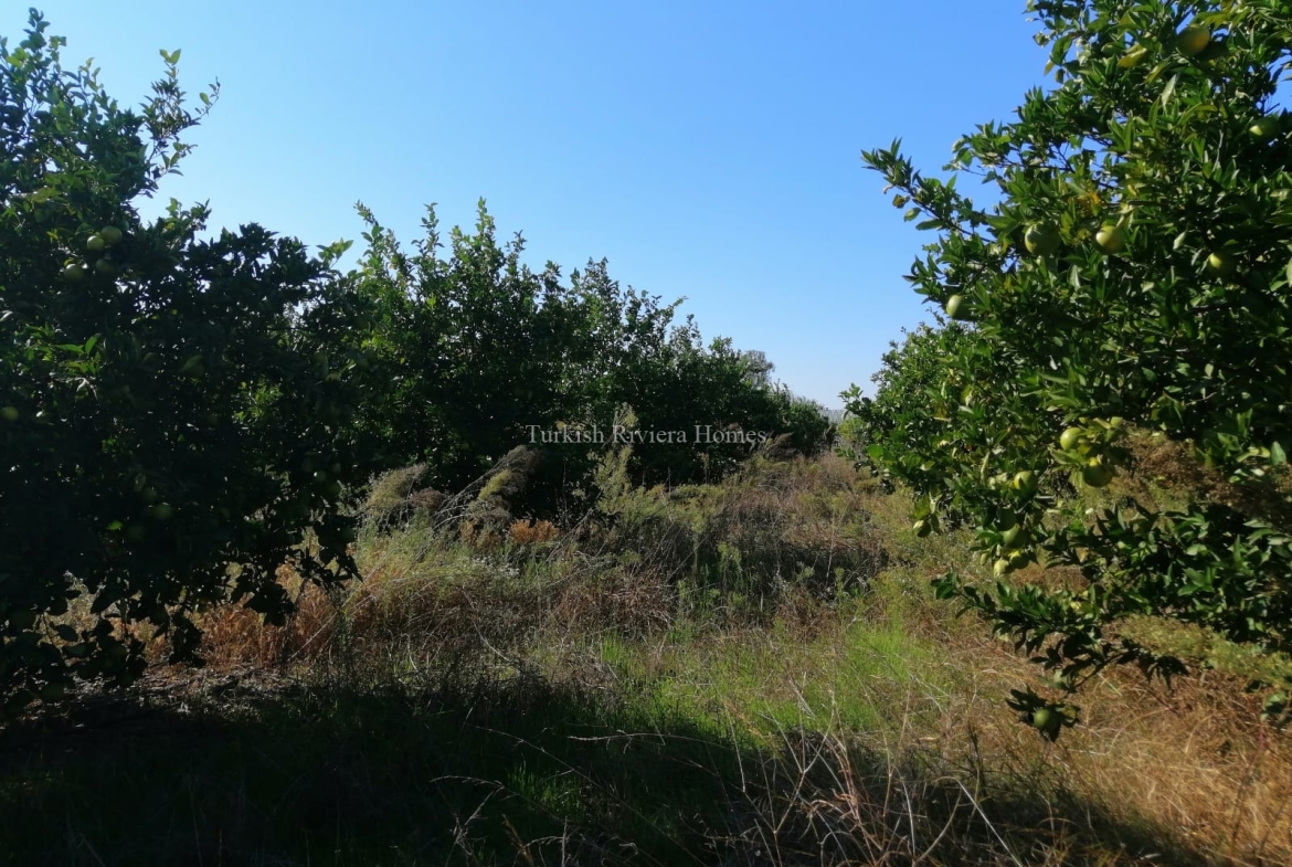 Farming Land with Orange Grove for Sale - Featured