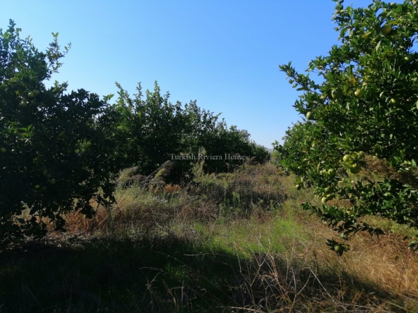 Farming Land with Orange Grove for Sale - Featured