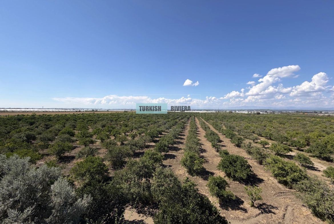 Farmland with Mandarin Olive and Pomegranate Trees in Serik, Belek