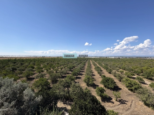 Farmland with Mandarin Olive and Pomegranate Trees in Serik, Belek